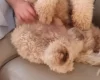 Labradoodle