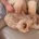 Labradoodle