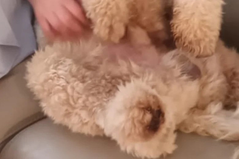 Labradoodle