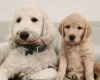 Labradoodle