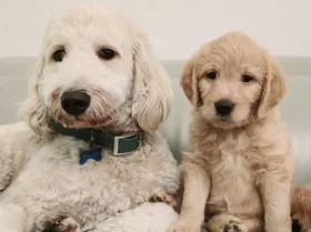 Labradoodle