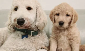 Labradoodle