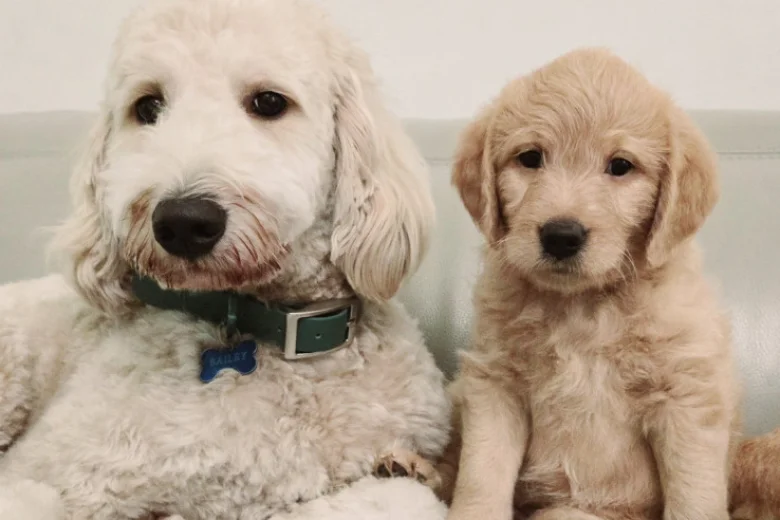Labradoodle