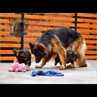 German Shepherd (Alsatian) - Both