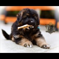 German Shepherd (Alsatian) - Both