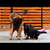 German Shepherd (Alsatian) - Both