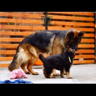 German Shepherd (Alsatian) - Both