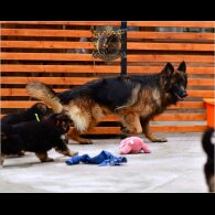 German Shepherd (Alsatian) - Both