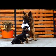 German Shepherd (Alsatian) - Both