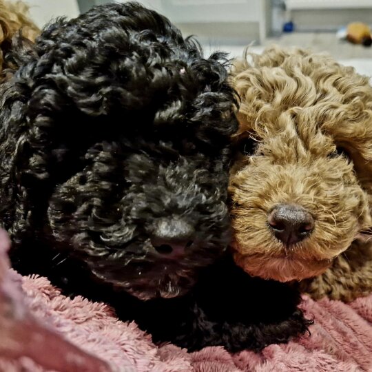 Toy Poodle - Dogs