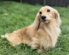 Dachshund (Miniature Long Haired)