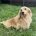Dachshund (Miniature Long Haired)