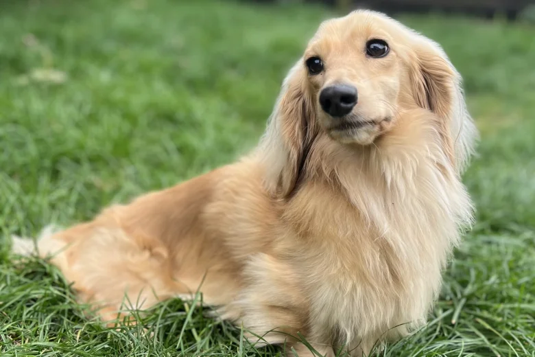 Dachshund (Miniature Long Haired)
