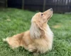 Dachshund (Miniature Long Haired)