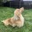 Dachshund (Miniature Long Haired)