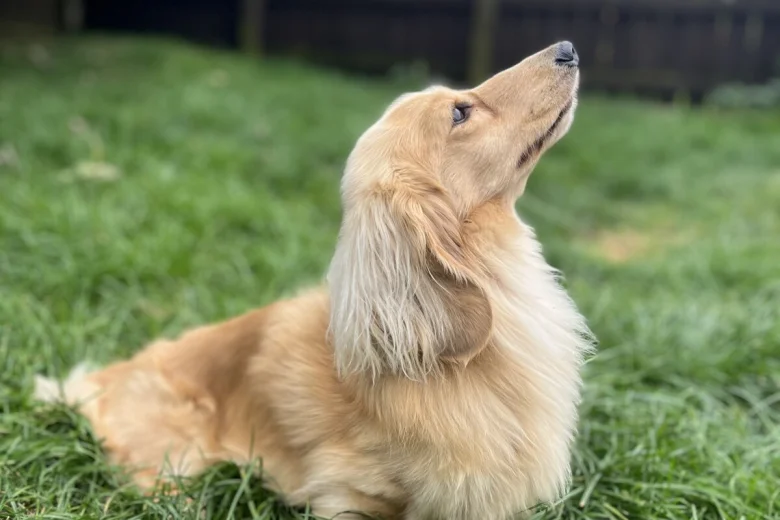 Dachshund (Miniature Long Haired)