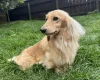 Dachshund (Miniature Long Haired)