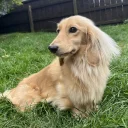 Dachshund (Miniature Long Haired)