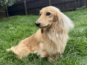 Dachshund (Miniature Long Haired)