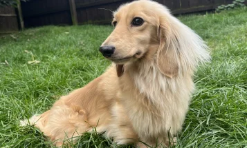 Dachshund (Miniature Long Haired)