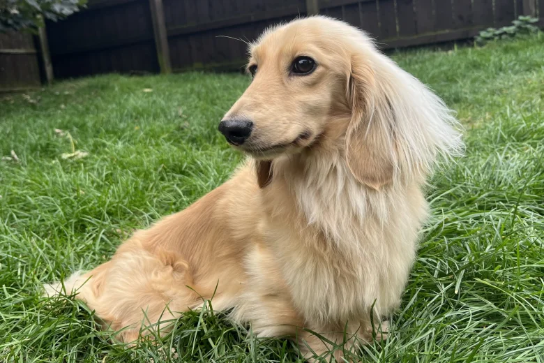 Dachshund (Miniature Long Haired)