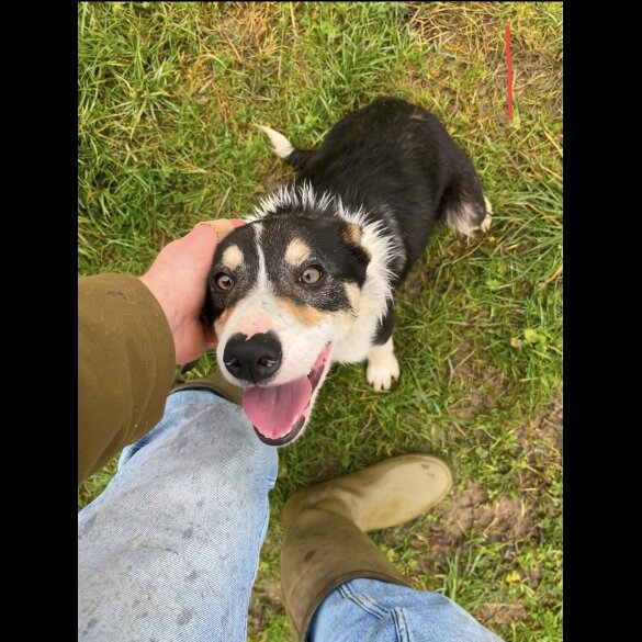 Border Collie - Dogs