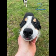 Border Collie - Dogs