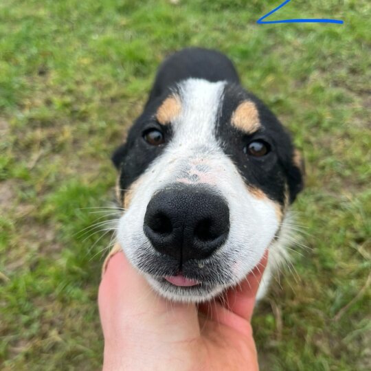 Border Collie - Dogs