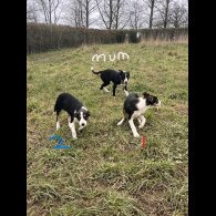 Border Collie - Dogs