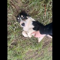 Border Collie - Dogs