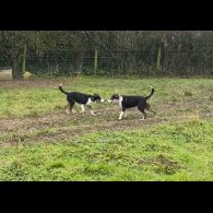 Border Collie - Dogs