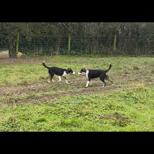 Border Collie - Dogs