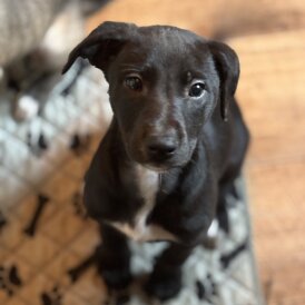 Whippet - Dogs