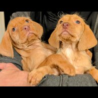 Hungarian Vizsla - Both