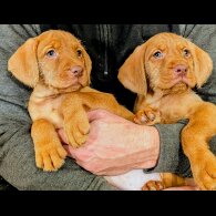 Hungarian Vizsla - Both