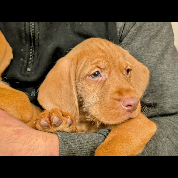 Hungarian Vizsla - Both