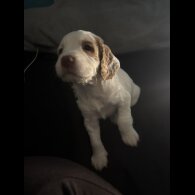 Cocker Spaniel (Working &amp; Show) - Both