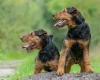 Lakeland Terrier
