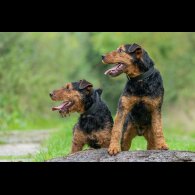 Lakeland Terrier