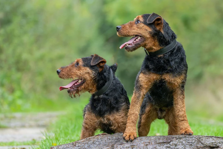 Lakeland Terrier
