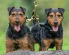 Lakeland Terrier