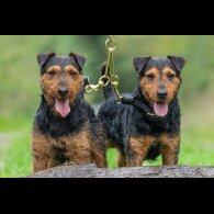 Lakeland Terrier