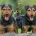 Lakeland Terrier