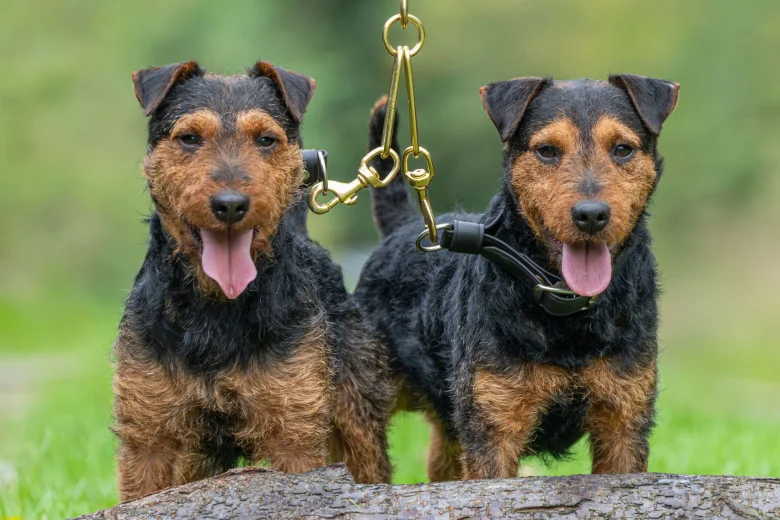Lakeland Terrier