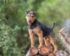 Lakeland Terrier
