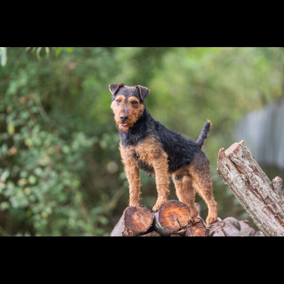 Lakeland Terrier