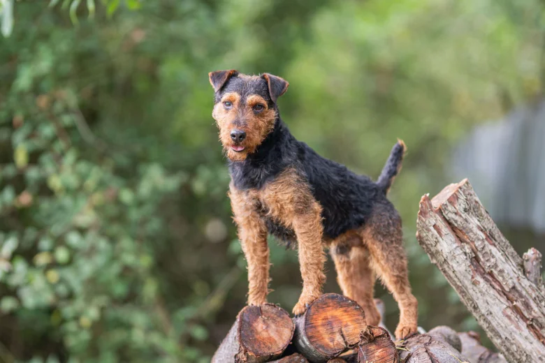 Lakeland Terrier