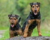 Lakeland Terrier