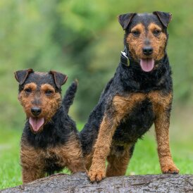 Lakeland Terrier