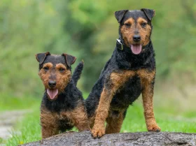 Lakeland Terrier